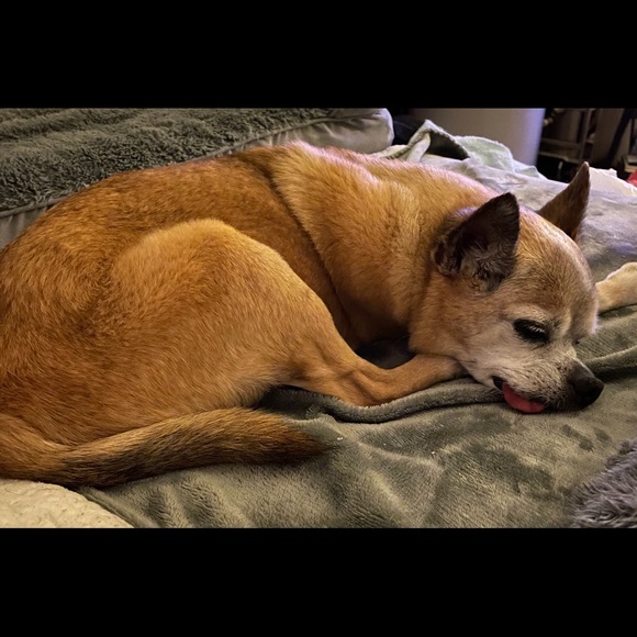 Meet 18yr old Chihuahua Roscoe! - Picture 10 of 10